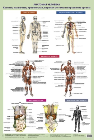 анатомия человека. костная, мышечная, кровеносная системы и внутренние органы (в тубусе) (самусев р.