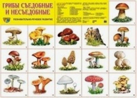 плакат(сфера) грибы съедобные и несъедобные
