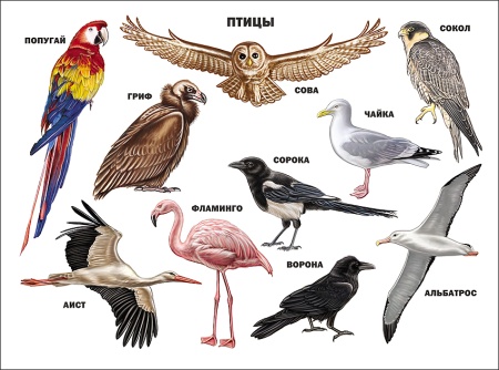 плакат(проф) птицы 