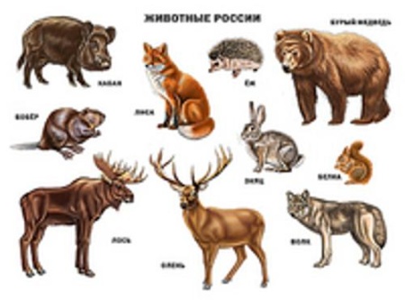 учебныепособиядлядошкольников животные россии (плакат а2), (проф-пресс)